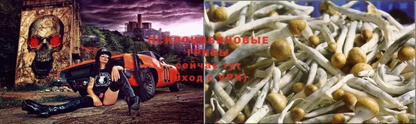 ПСИЛОЦИБИНОВЫЕ ГРИБЫ Заволжск